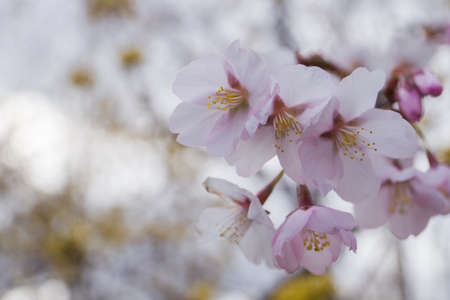 Sakura blossom. Spring blossom background. Natureの写真素材