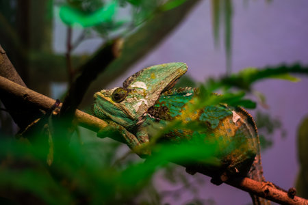 Chameleon resting on a branch. colorful reptile, wild animalsの写真素材