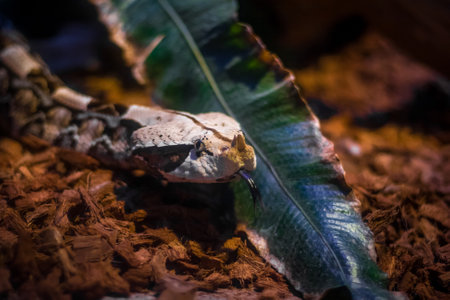 Venomous snake - gaboon viper portrait, blurred background. Africa reptileの写真素材