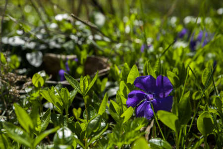 Purple flower on green leafs nature background.の写真素材