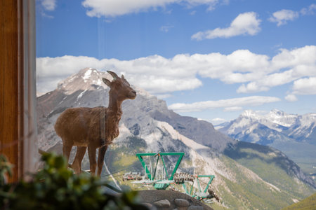 A female bighorn stands alone on a mountain slope and watches. Wildlife habitat, even-toed animals. Banff nature, Alberta, Canadaの写真素材