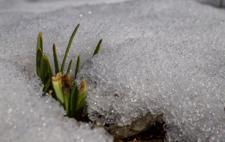 First sprout aspire to the sun that broke through the snow - spring backgroundの写真素材