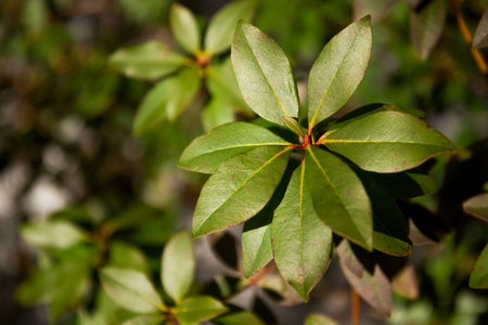 Evergreen plants. Green leaves in the sun. Nature macro backgroundの写真素材