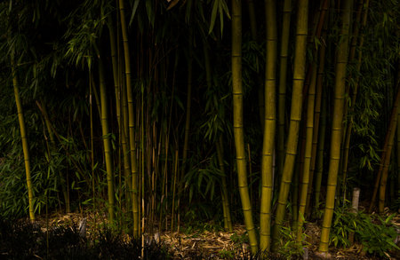 Bamboo forest at night. Natural background. Bamboo forest.の写真素材
