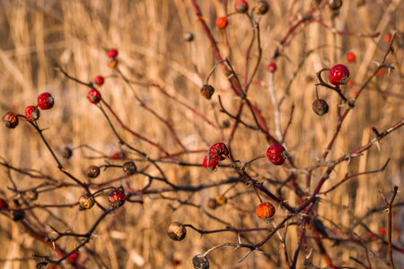 dry rosehip berries on a branch in the autumn forest closeupの写真素材