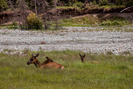 Elk in Yellowstone National Park in Wyoming in the United States of Americaの写真素材