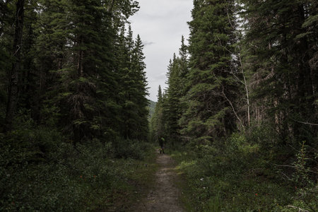 Hiking trail in the wilderness of the Rocky Mountains in Banff, Alberta, Canadaの写真素材