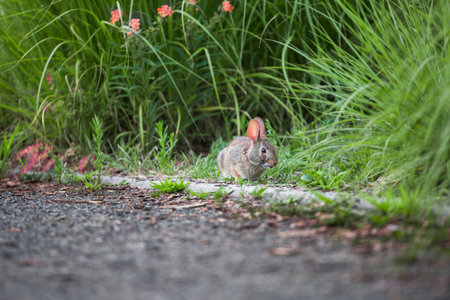 Wildlife - A bunny with pink ears sits in a flower garden. The rabbit walks alone. A little hare sits and looks around. Eastern cottontailの写真素材