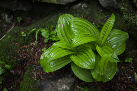 Green leaves of a plant after rain on a blurred background  Macro "Veratrum viride" known as Indian poke, corn-lily, Indian hellebore. Poisonous toxic plant. used in medicine.の写真素材