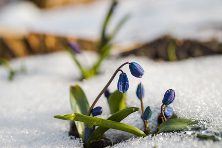 First spring flowers - blue scilla siberica in the snow. in the melting snow. First spring flowers....