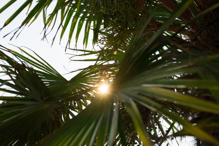 Palm tree in the morning light with sun rays and lens flare. tropical palm leaf background, coconut...