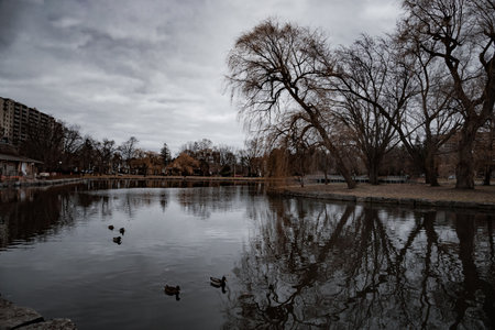 Ducks in the park on a cloudy winter day. Reflection in the water. Old park in dark tones.の写真素材