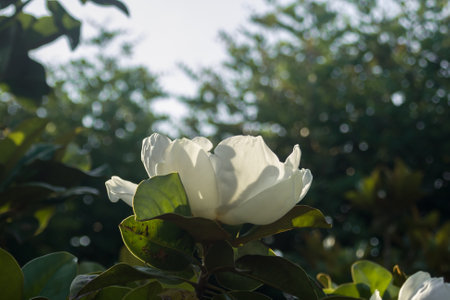 White magnolia flower blooming in the garden with green leaves backgroundの写真素材