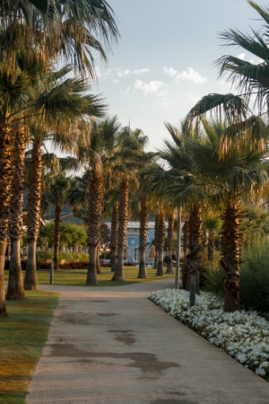 Walkway in the park with palm trees and flowers on the backgroundの写真素材