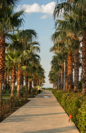 Palm trees and walkway in the park at evening time.の写真素材