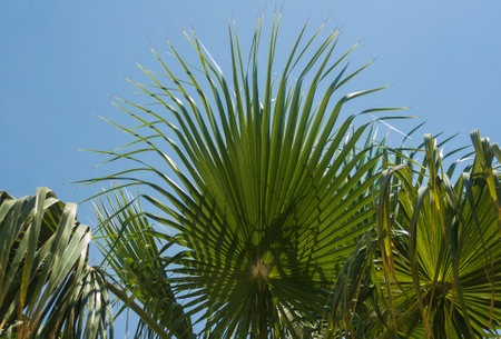 Palm leaves against the blue sky, closeup of photo.の写真素材