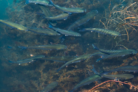 Group of fish swimming in the river. Live fish in water - concept: fishing, wildlife, underwater world. Natural habitat.
Top down view of long aquatic plants under clear water.の写真素材