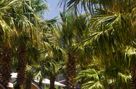 Palm tree in the park, close up. Tropical background. Green leaves of palm trees in the garden, close-up. Tropical background. concept banner for summer vacationの写真素材