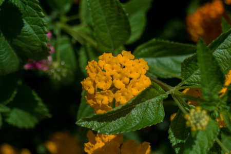 Yellow Lantana camara Blooming lantana flowers close-up Flower plant for publication, design,...