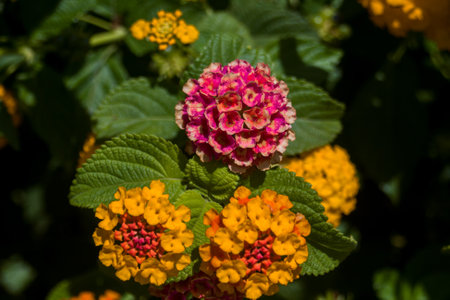 Blooming lantana flowers close-up Flower plant for publication, design, poster, calendar, post, screensaver, wallpaper, card, banner, cover, websiteの写真素材