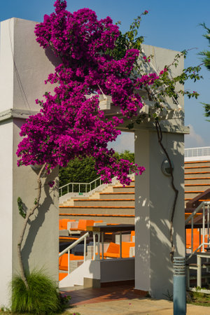 Bougainvillea flowers in front of the entrance. White arc and flower designの写真素材