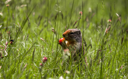 Wildlife scene from the nature. An adorable columbian ground squirrel stands at attention outside his burrow in an alpine meadow in Banff National Park near Canmore, Albertaの写真素材