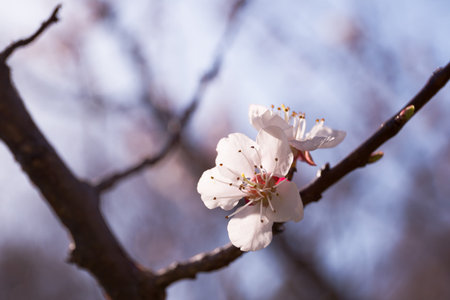 Spring flowering of flowers on a tree, white flowers on a branchの写真素材