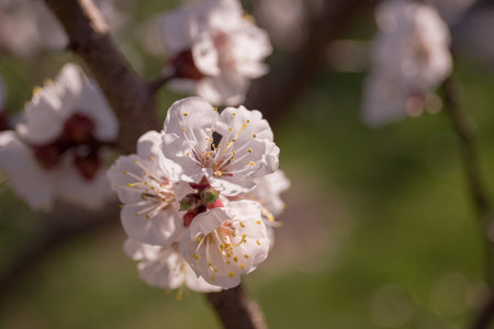 Apricot blossom in spring time, close-up.