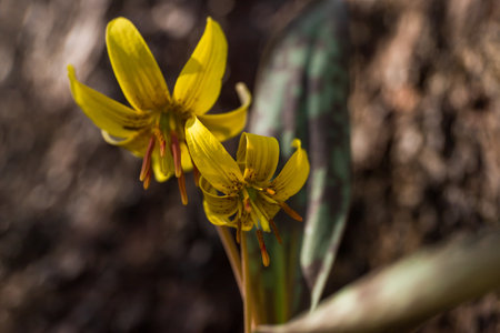 Erythronium densiflorum, dog's tooth yellow flowers lily macro on blurred sun background. Spring flowers natural dramatic background. Selective focusの写真素材