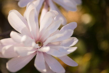 White magnolia blossom on a sunny day - macro buds fully opened, soft sunlight passing through them. Selective focus bokeh blur.の写真素材