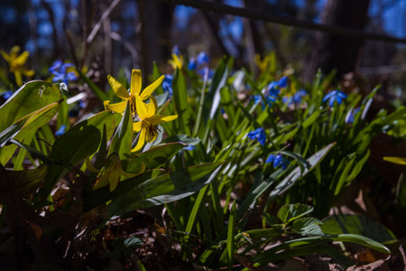 Siberian scilla flower growing in the forest at early spring, soft focus. Fresh spring vibe. Nature backgrounds. selected focus. New lifeの写真素材