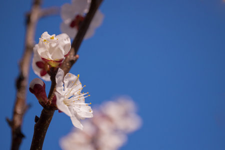 White apricot blossom on a sunny day - macro buds on tree branches fully opened, soft sunlight passes through them. Selective focus, bokeh, natural light, nature background blur.の写真素材
