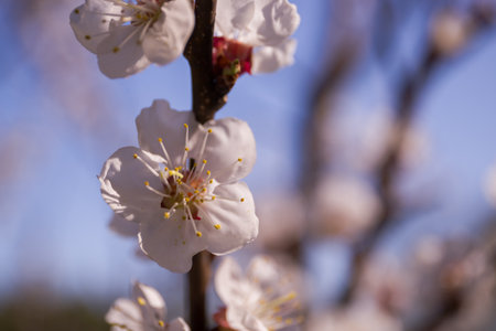 White apricot blossom on a sunny day - macro buds on tree branches fully opened, soft sunlight passes through them. Selective focus, bokeh, natural light, nature background blur.の写真素材