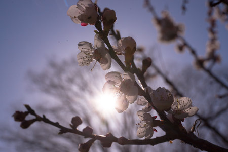 White apricot blossom on a sunny day - macro buds on tree branches fully opened, soft sunlight passes through them. Selective focus, bokeh, natural light, nature background blur.の写真素材