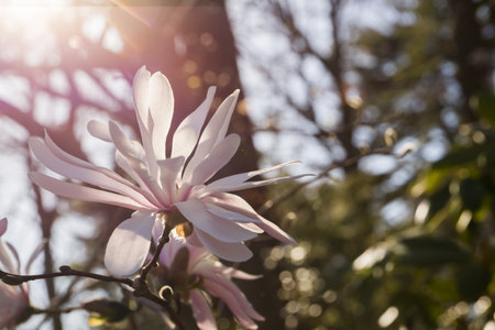 White magnolia blossom on a sunny day - macro buds fully opened, soft sunlight passing through them. Selective focus bokeh blur.の写真素材
