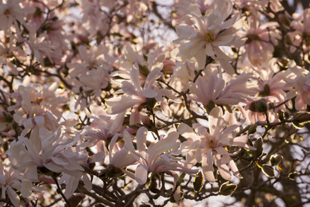 White magnolia blossom on a sunny day - macro buds fully opened, soft sunlight passing through them. Selective focus bokeh blur.の写真素材