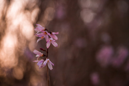 Beautiful pink flower in the forest. Selective focus and blurred background. Delicate pink flowers bush macro blurred sunset background. Spring natural background. Selective focusの写真素材