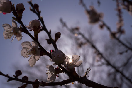 White apricot blossom on a sunny day - macro buds on tree branches fully opened, soft sunlight passes through them. Selective focus, bokeh, natural light, nature background blur.の写真素材