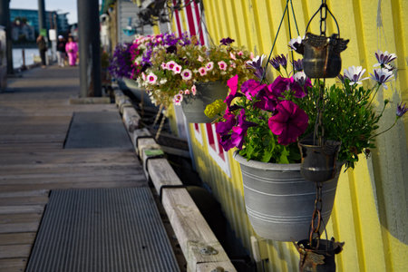 Colorful petunia flowers in pots on a wooden boat house in Victoria, Fisherman`s wharf, BC, Canadaの写真素材