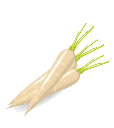 Turnip vectorのイラスト素材