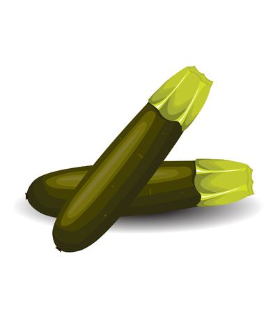 Zucchini Vectorのイラスト素材