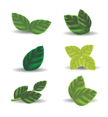 Green leavesのイラスト素材