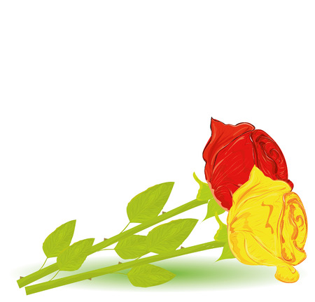 Vector illustration two rosesのイラスト素材