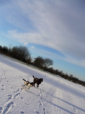 Dogs play chase in snowの写真素材