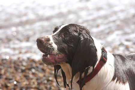 a wet spaniel coming from the seaの写真素材