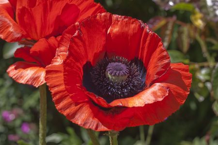 red poppy centre close up shotの写真素材
