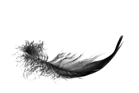 black feather floating towards ground, close up black feather floating towards ground, close up