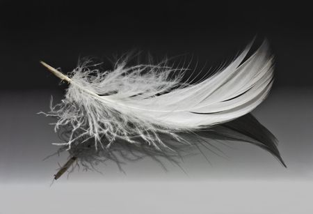 white feather on glossy surface with gradient black backgroundの写真素材