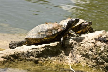 2 turtles sun bathing on a rockの写真素材