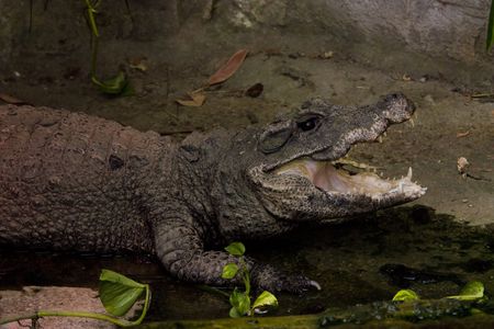 aligator in shade with mouth wide openの写真素材